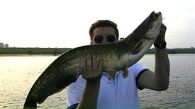 Albert ten Hove - Meerval als bijvangst