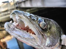 Closeup snoekbaars (Large)