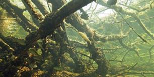Dode bomen brengen onderwaterwereld tot leven
