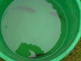 Herschaalde kopie van P1010240