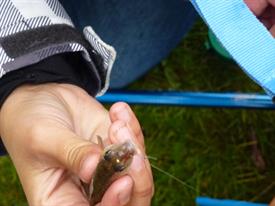 Herschaalde kopie van P1010247