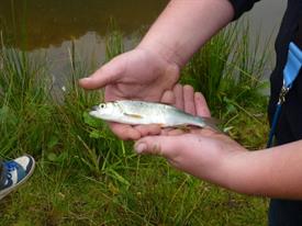 Herschaalde kopie van P1010251