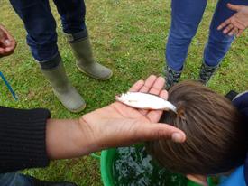 Herschaalde kopie van P1010478