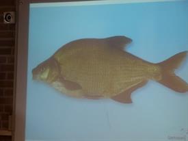 Herschaalde kopie van P1010889 (Small)