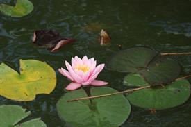 IMG_2168 (Groot).JPG