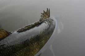 J. Hem - release snoekbaars (Large)