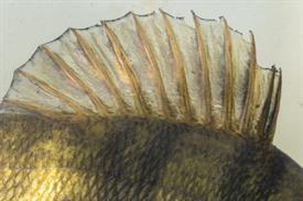 JWjeugddagsportvisserij23102021 1002 van 8.jpg