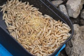 JWjeugddagsportvisserij23102021 1008 van 18.jpg