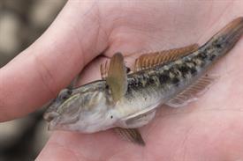 JWjeugddagsportvisserij23102021 1015 van 69.jpg