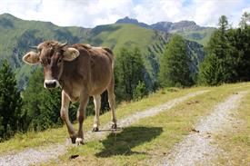 Kevin van Loo - Tijdens forelvissen in de Oostenrijkse bergen (Large)