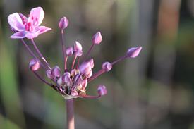 Kevin van Loo - Zwanebloem tijdens snoeken (Large)