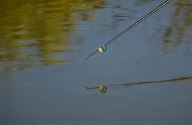 NK Vijvervissen 2022 (124).JPG