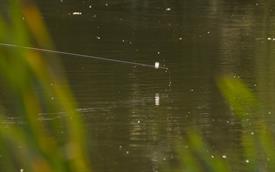 NK Vijvervissen 2022 (77).JPG