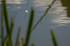 NK Vijvervissen 2022 (96).JPG