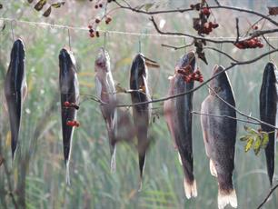 Open Twents kampioenschap forel roken op 21 juli a.s.