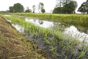 Overlast waterplanten onderzocht in Rijn en IJsselgebied