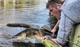 Release snoekbaars (Large)