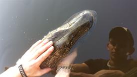 Robin van Dongen - release snoek (Large)