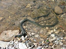 Ruud Thien - slang met vangst