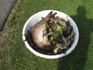 Sportvisserij Oost-Nederland druk in de weer met het opruimen van dode vissen in het Overijssels Kanaal