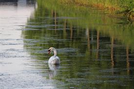 Zwaan - Kevin van Loo (Large)